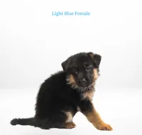 Light Blue Collar, a female German Shepherd Dog for sale in Kamas, UT – 2 of 4