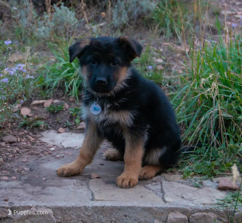 Light Blue Collar – German Shepherd Dog puppy for sale in Kamas, UT