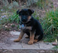 Light Blue Collar, a female German Shepherd Dog for sale in Kamas, UT – 1 of 6
