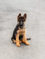 Nala, a female German Shepherd Dog for sale in Kamas, UT – 4 of 8