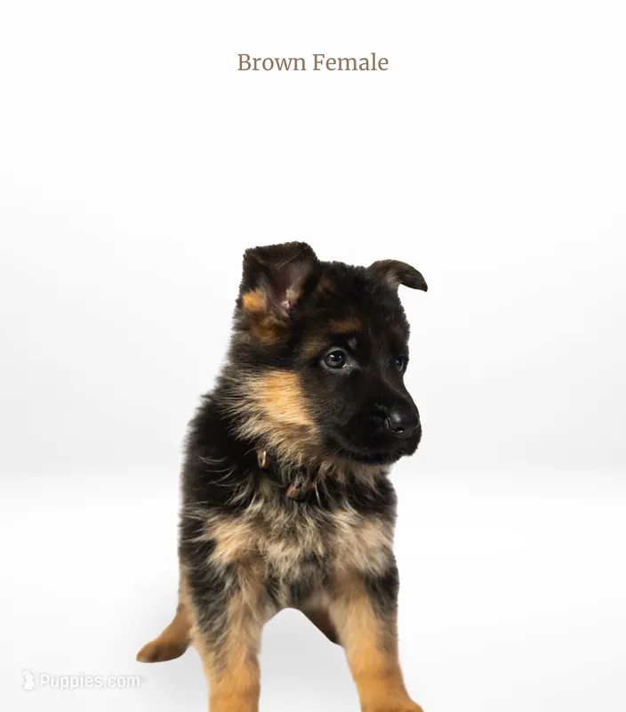 Brown Collar – German Shepherd Dog puppy for sale in Kamas, UT
