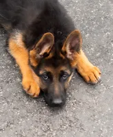 Nala, a female German Shepherd Dog for sale in Kamas, UT – 3 of 8