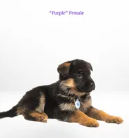 Purple Collar, a female German Shepherd Dog for sale in Kamas, UT – 1 of 4