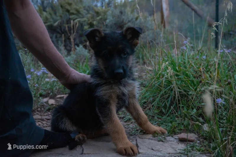 Purple Collar – German Shepherd Dog puppy for sale in Kamas, UT