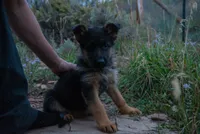Purple Collar, a female German Shepherd Dog for sale in Kamas, UT – 1 of 6
