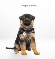 Purple Collar, a female German Shepherd Dog for sale in Kamas, UT – 2 of 4