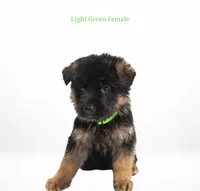 Light Green Collar, a female German Shepherd Dog for sale in Kamas, UT – 2 of 5