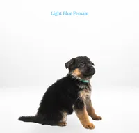 Light Blue Collar, a female German Shepherd Dog for sale in Kamas, UT – 3 of 4
