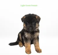 Light Green Collar, a female German Shepherd Dog for sale in Kamas, UT – 4 of 5