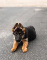 Stella, a female German Shepherd Dog for sale in Kamas, UT – 6 of 9