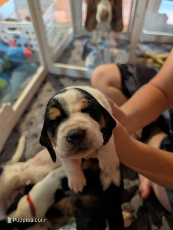 Yellow (Jilly May) – Basset Hound puppy for sale in Groveland, FL