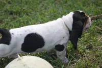 Yellow - Jilly May - 100% Basset Hound, a female Basset Hound for sale in Groveland, FL – 6 of 10