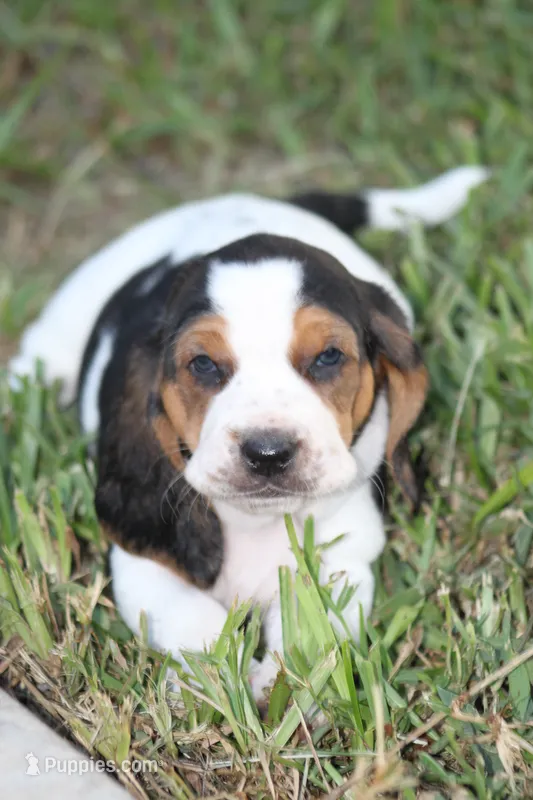 Red (Maisie May) – Basset Hound puppy for sale in Groveland, FL