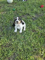 Yellow - Jilly May - 100% Basset Hound, a female Basset Hound for sale in Groveland, FL – 4 of 10