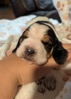 Green (Clara May), a female Basset Hound for sale in Groveland, FL – 1 of 4