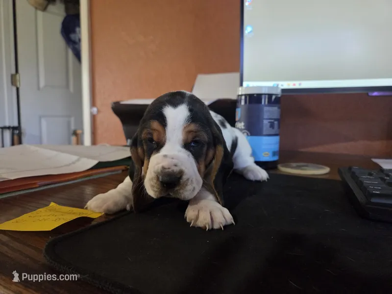 Purple (Ellie May) – Basset Hound puppy for sale in Groveland, FL