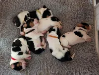 Red (Maisie May), a female Basset Hound for sale in Groveland, FL – 4 of 5