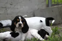 Yellow - Jilly May - 100% Basset Hound, a female Basset Hound for sale in Groveland, FL – 3 of 10