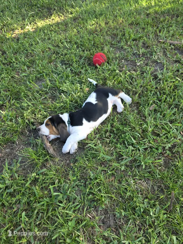 Green (Clara May) – Basset Hound puppy for sale in Groveland, FL