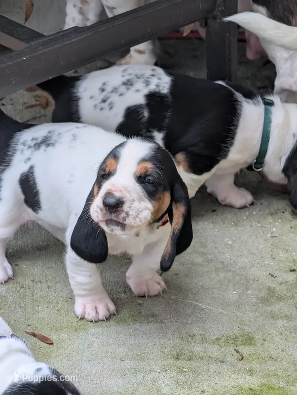 Orange (Willa May) – Basset Hound puppy for sale in Groveland, FL