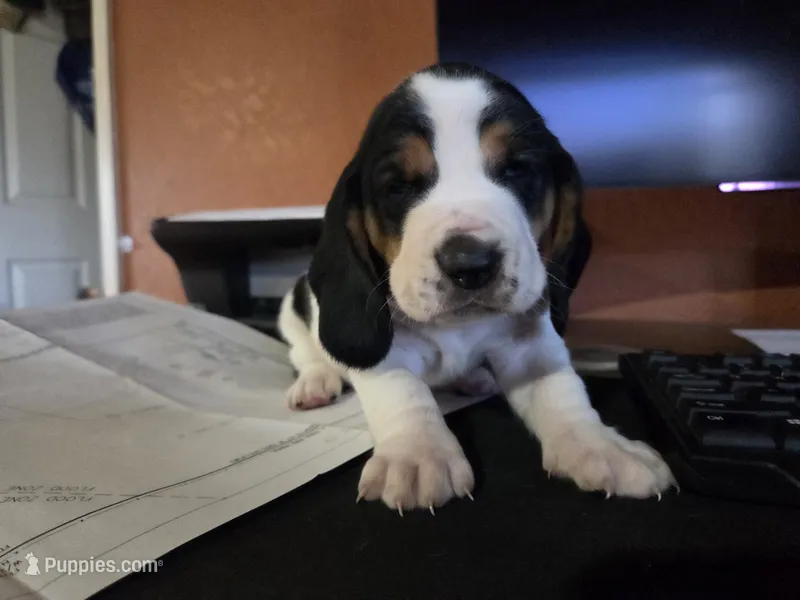 Orange (Willa May) – Basset Hound puppy for sale in Groveland, FL