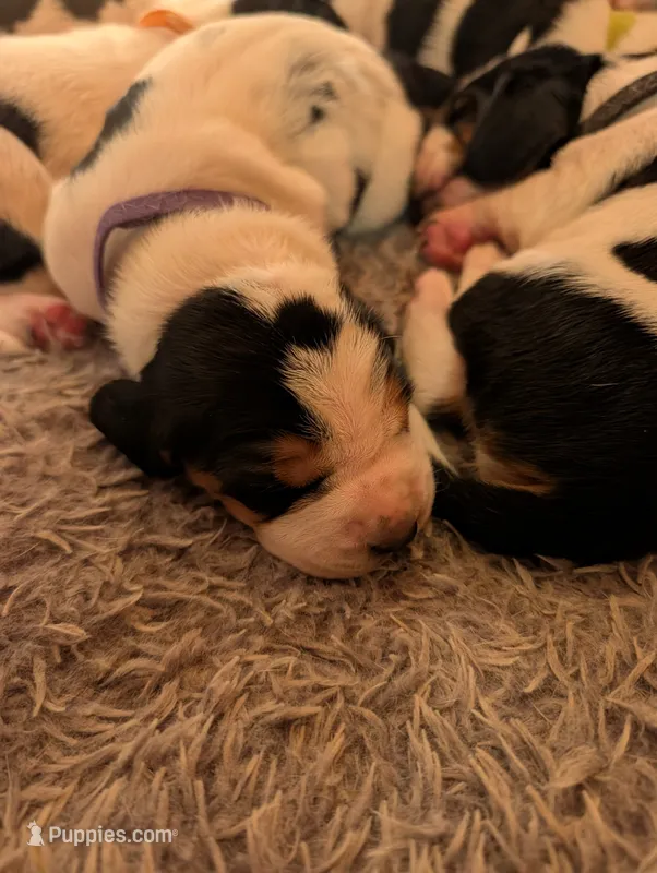 Purple (Ellie May) – Basset Hound puppy for sale in Groveland, FL