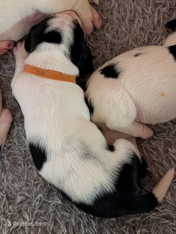 Orange (Willa May) – Basset Hound puppy for sale in Groveland, FL