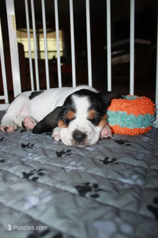 Yellow (Jilly May) – Basset Hound puppy for sale in Groveland, FL