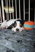 Yellow - Jilly May - 100% Basset Hound, a female Basset Hound for sale in Groveland, FL – 2 of 10