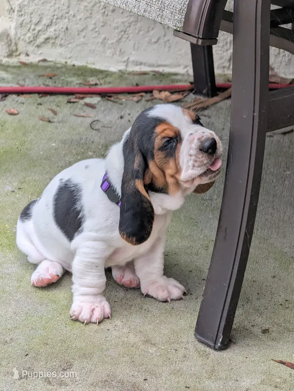 Purple (Ellie May) – Basset Hound puppy for sale in Groveland, FL