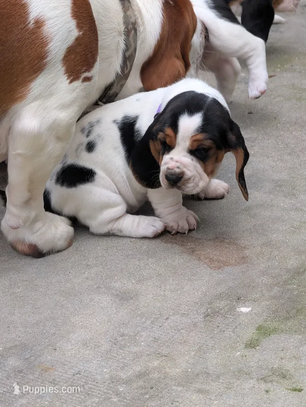 Purple (Ellie May) – Basset Hound puppy for sale in Groveland, FL