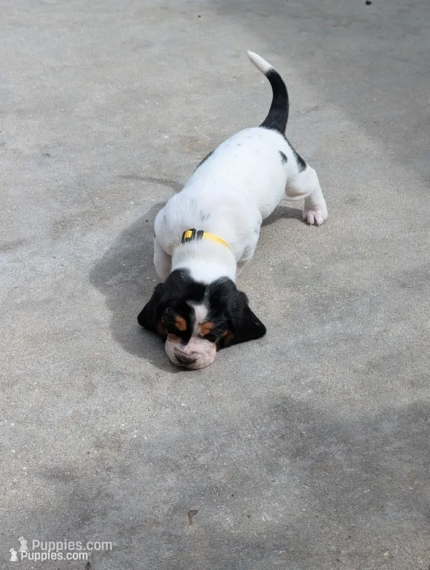 Yellow (Jilly May) – Basset Hound puppy for sale in Groveland, FL