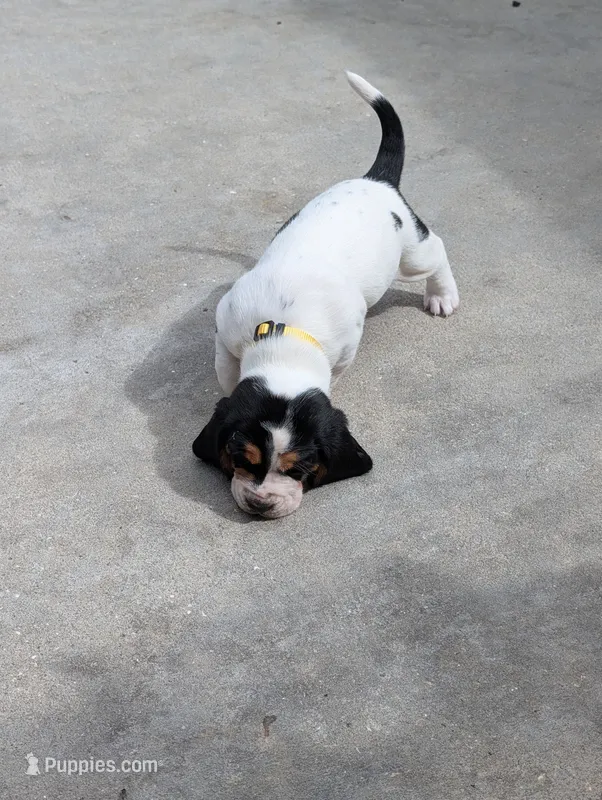 Yellow (Jilly May) – Basset Hound puppy for sale in Groveland, FL