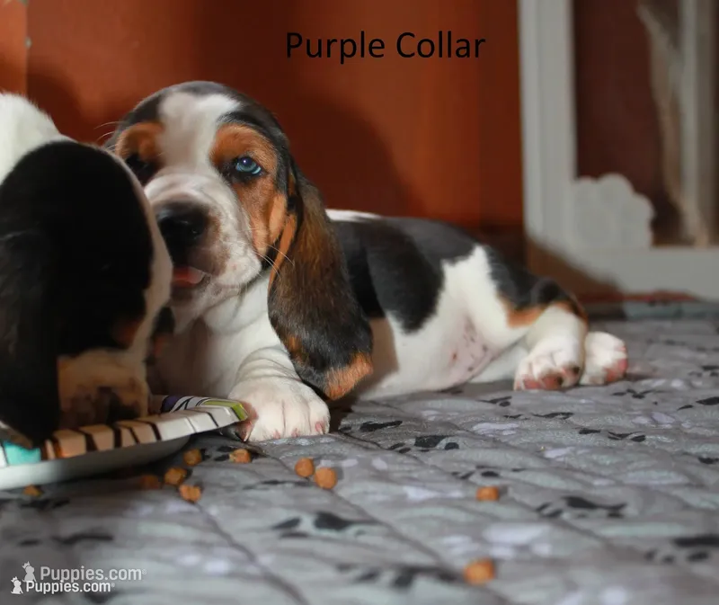 Purple (Ellie May) – Basset Hound puppy for sale in Groveland, FL