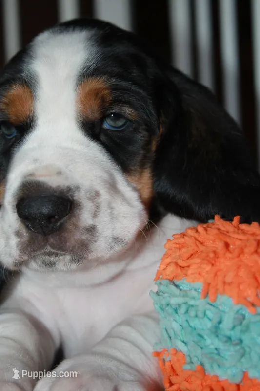 Yellow (Jilly May) – Basset Hound puppy for sale in Groveland, FL