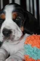 Yellow - Jilly May - 100% Basset Hound, a female Basset Hound for sale in Groveland, FL – 5 of 10