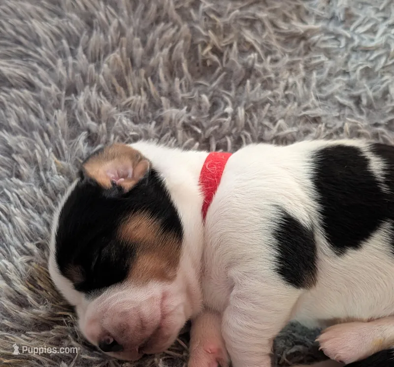 Red (Maisie May) – Basset Hound puppy for sale in Groveland, FL