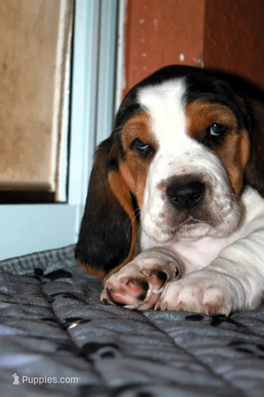 Green (Clara May) – Basset Hound puppy for sale in Groveland, FL