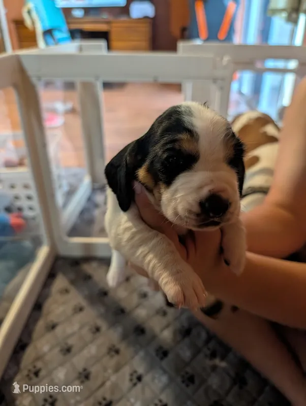 Orange (Willa May) – Basset Hound puppy for sale in Groveland, FL