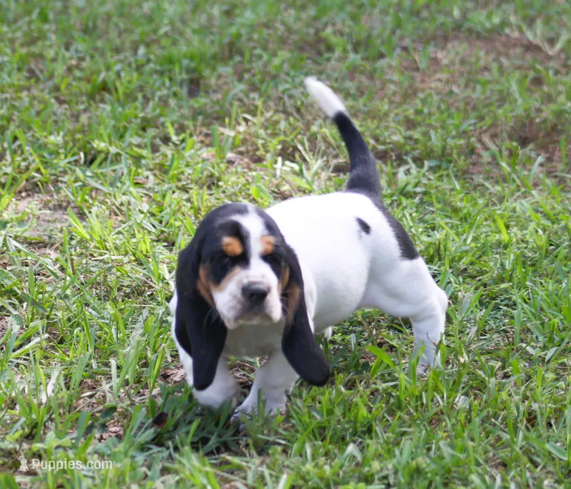 Yellow (Jilly May) – Basset Hound puppy for sale in Groveland, FL