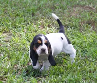 Yellow - Jilly May - 100% Basset Hound, a female Basset Hound for sale in Groveland, FL – 1 of 10