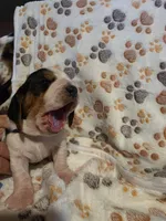 Purple (Ellie May), a female Basset Hound for sale in Groveland, FL – 2 of 5