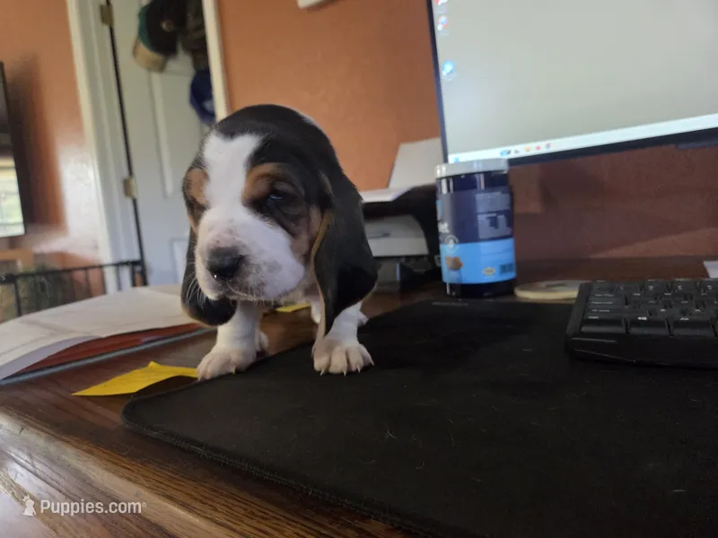 Green (Clara May) – Basset Hound puppy for sale in Groveland, FL