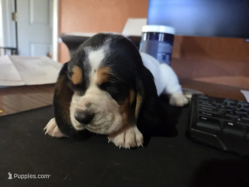 Yellow (Jilly May) – Basset Hound puppy for sale in Groveland, FL