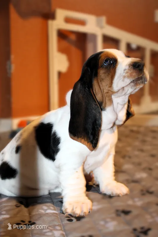 Purple (Ellie May) – Basset Hound puppy on hold in Groveland, FL