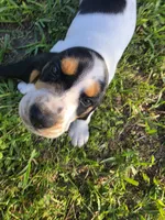 Yellow - Jilly May - 100% Basset Hound, a female Basset Hound for sale in Groveland, FL – 10 of 10