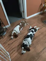Red (Maisie May), a female Basset Hound for sale in Groveland, FL – 3 of 5
