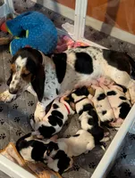 Red (Maisie May), a female Basset Hound for sale in Groveland, FL – 5 of 5