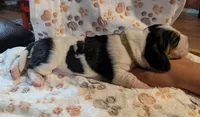 Green (Clara May), a female Basset Hound for sale in Groveland, FL – 2 of 4
