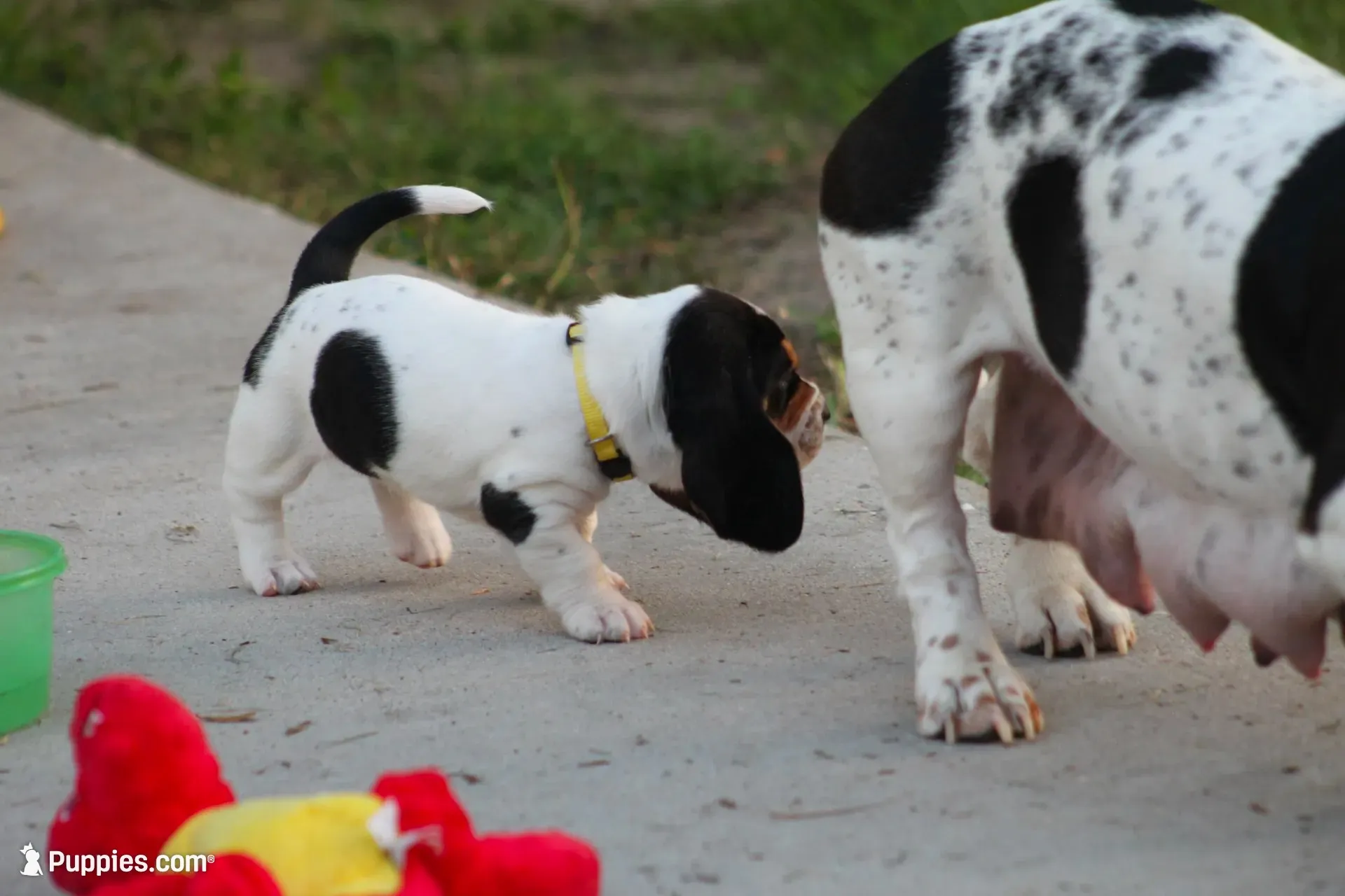 Yellow - Jilly May - 100% Basset Hound, a female Basset Hound for sale in Groveland, FL – 8 of 10